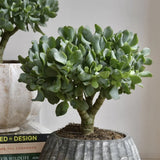 Black Friday - Reduceri Arborele de Jad XXL (Crassula Magical Tree) - 65/70 cm Promotie