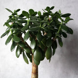 Black Friday - Reduceri Arborele de Jad XXL (Crassula Magical Tree) - 65/70 cm Promotie