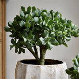 Black Friday - Reduceri Arborele de Jad XXL (Crassula Magical Tree) - 65/70 cm Promotie