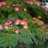 Arborele de matase Ombrella|VERDENA|Arbori decorativi|Arbori|175-200 cm inaltime, in ghiveci de 7.5L