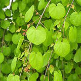 Arborele Katsura Cercidiphyllum japonicum - VERDENA-175 - 200 cm inaltime in ghiveci de 10 l