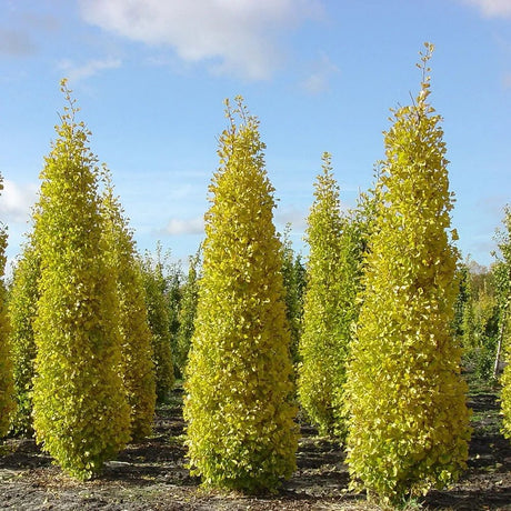 Arborele Pagodelor Columnar Blagon (Ginkgo Biloba)