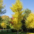 Arborele Pagodelor Columnar Blagon (Ginkgo Biloba) - VERDENA-60-80cm inaltime livrat in ghiveci de 7.5 L