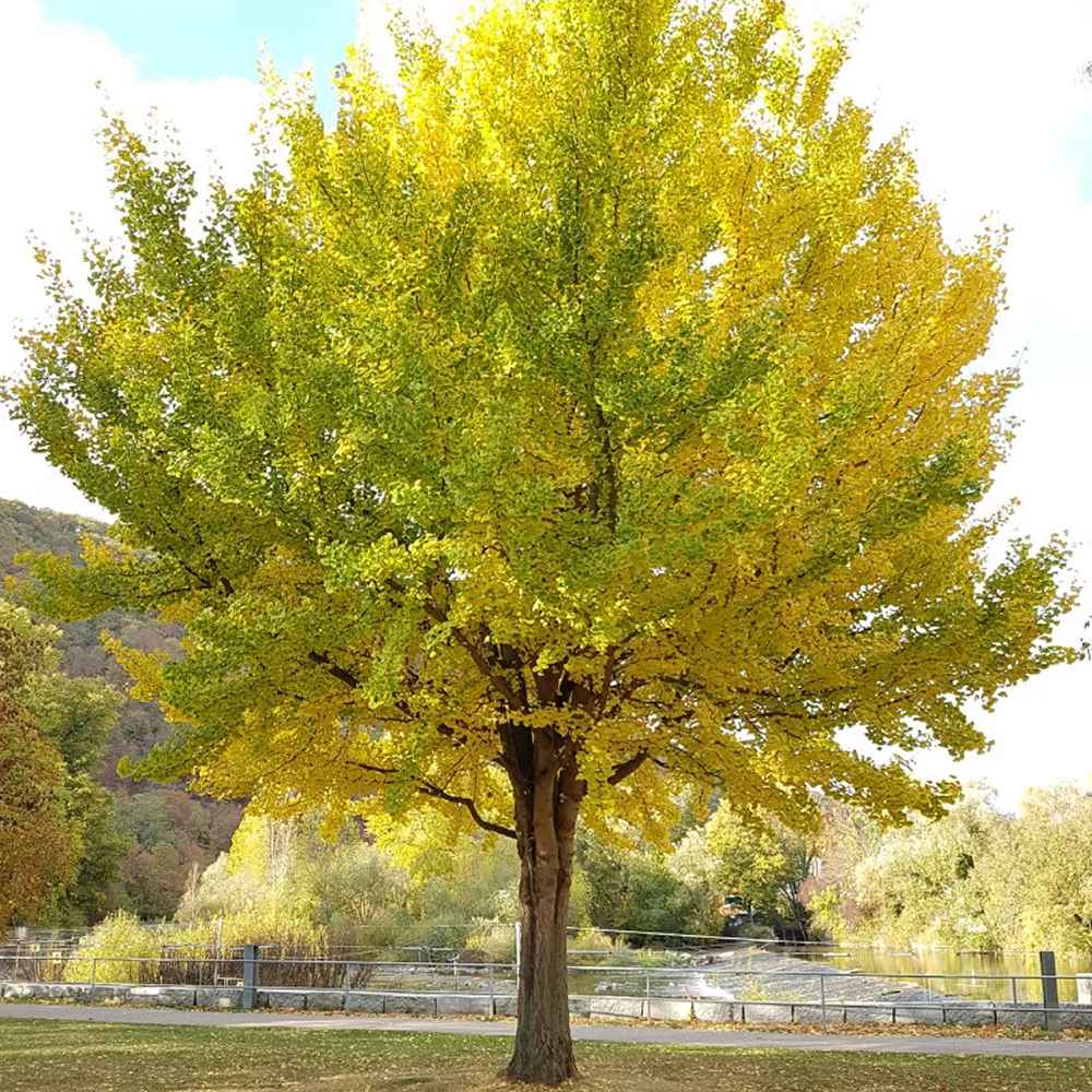 Arborele Pagodelor (Ginkgo Biloba) - VERDENA-60-80 cm inaltime, livrat in ghiveci de 4 l