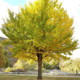 Arborele Pagodelor (Ginkgo Biloba) - VERDENA-60-80 cm inaltime, livrat in ghiveci de 4 l