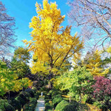 Arborele Pagodelor (Ginkgo Biloba) - VERDENA-60-80 cm inaltime, livrat in ghiveci de 4 l