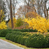 Arborele Pagodelor (Ginkgo Biloba) - VERDENA-60-80 cm inaltime, livrat in ghiveci de 4 l