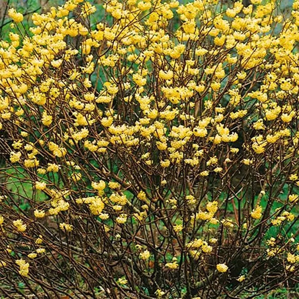 Black Friday - Reduceri Arbust de hartie Edgeworthia Grandiflora- parfum intens Promotie