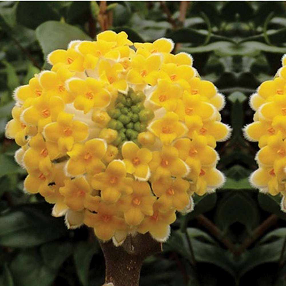 Black Friday - Reduceri Arbust de hartie Edgeworthia Grandiflora- parfum intens Promotie