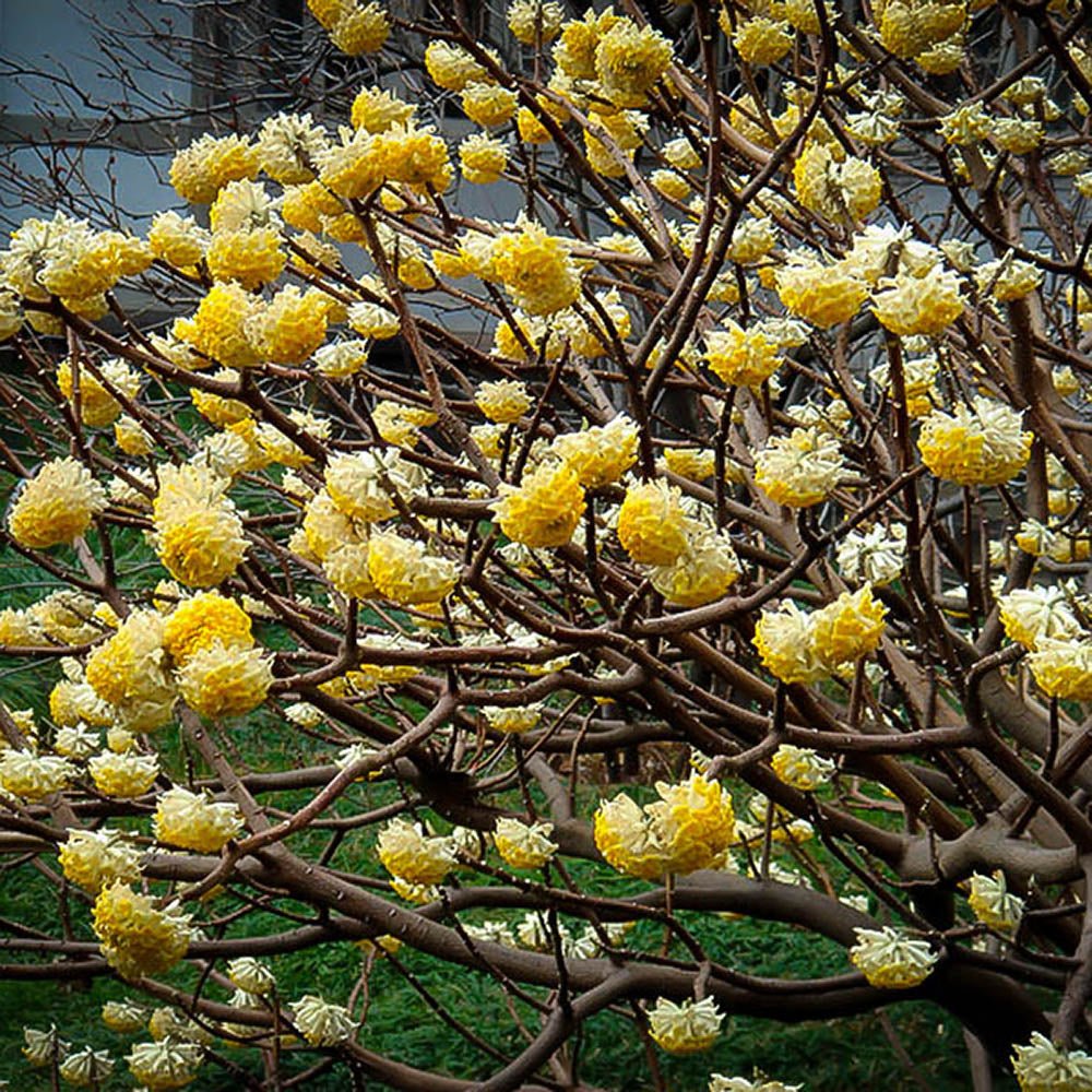 Black Friday - Reduceri Arbust de hartie Edgeworthia Grandiflora- parfum intens Promotie