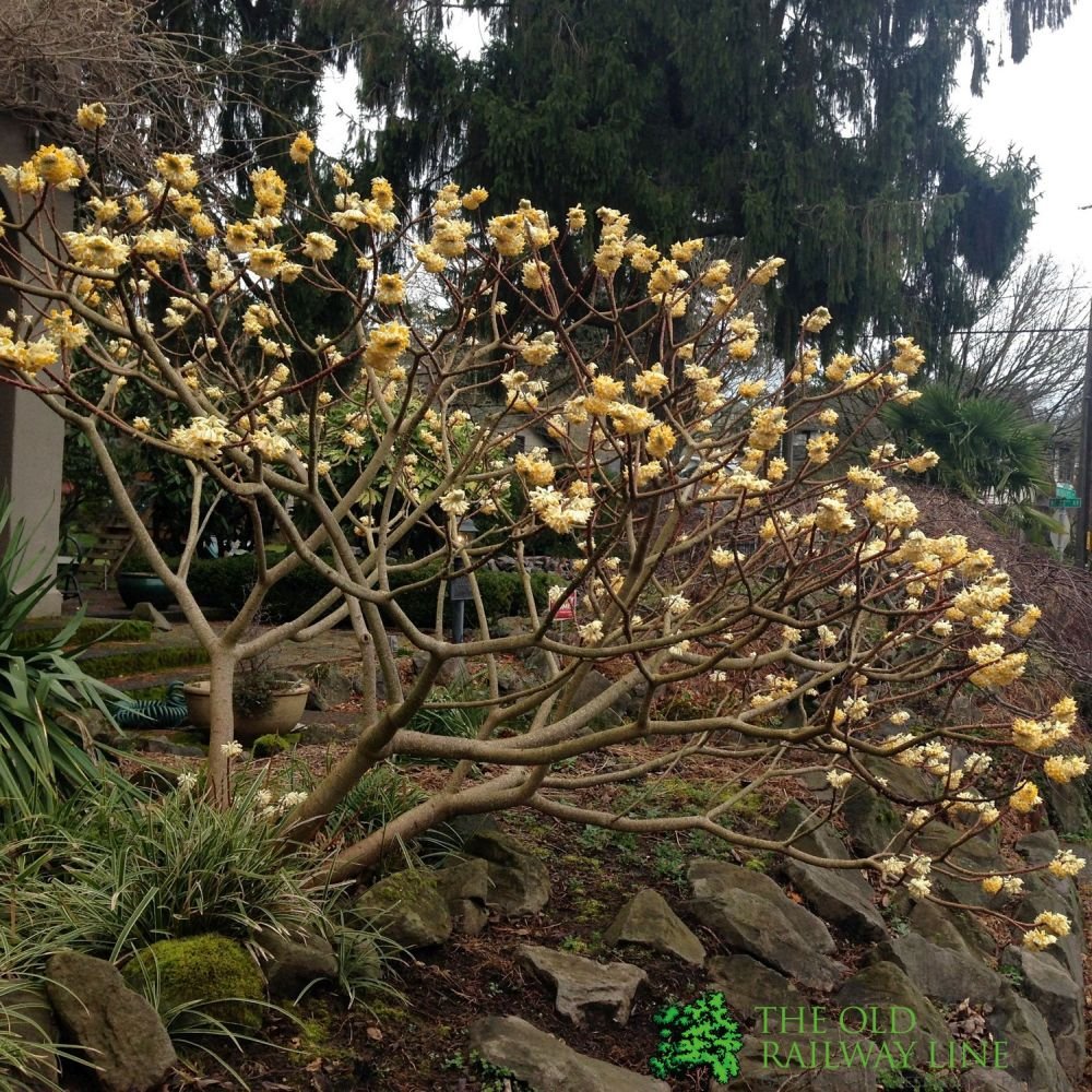 Black Friday - Reduceri Arbust de hartie Edgeworthia Grandiflora- parfum intens Promotie