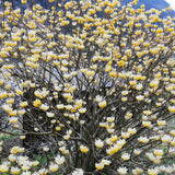 Black Friday - Reduceri Arbust de hartie Edgeworthia Grandiflora- parfum intens Promotie