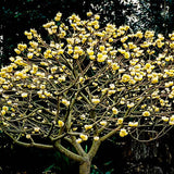 Black Friday - Reduceri Arbust de hartie Edgeworthia Grandiflora - Tip copac cu parfum intens Promotie