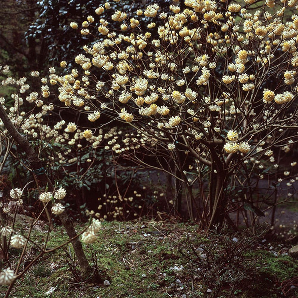 Black Friday - Reduceri Arbust de hartie Edgeworthia Grandiflora - Tip copac cu parfum intens Promotie