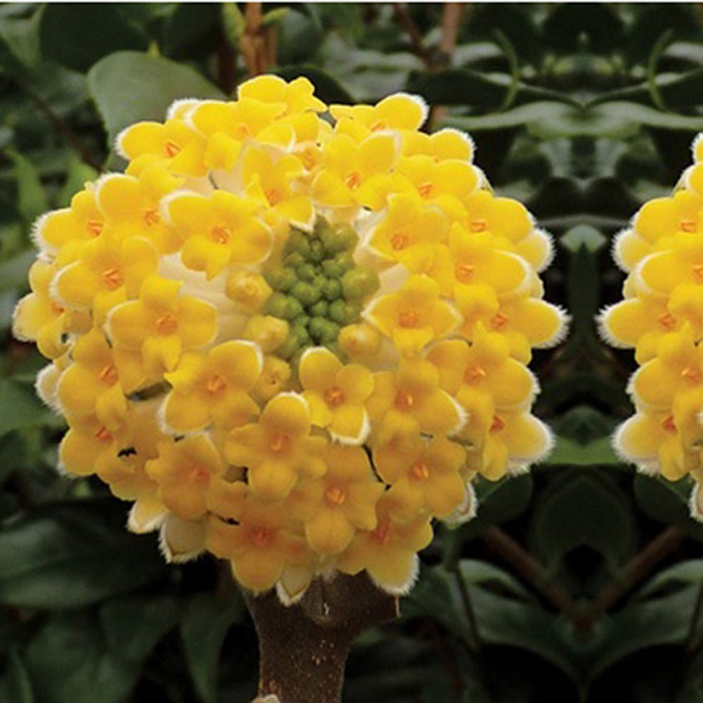 Black Friday - Reduceri Arbust de hartie Edgeworthia Grandiflora - Tip copac cu parfum intens Promotie