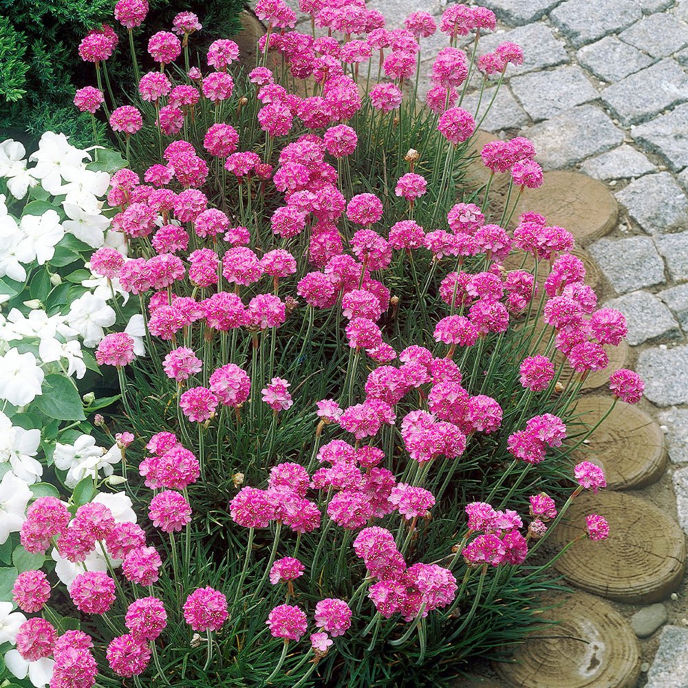 Armeria Abbey Deep Rose - VERDENA-15-20 cm inaltime livrat in ghiveci de 2 L