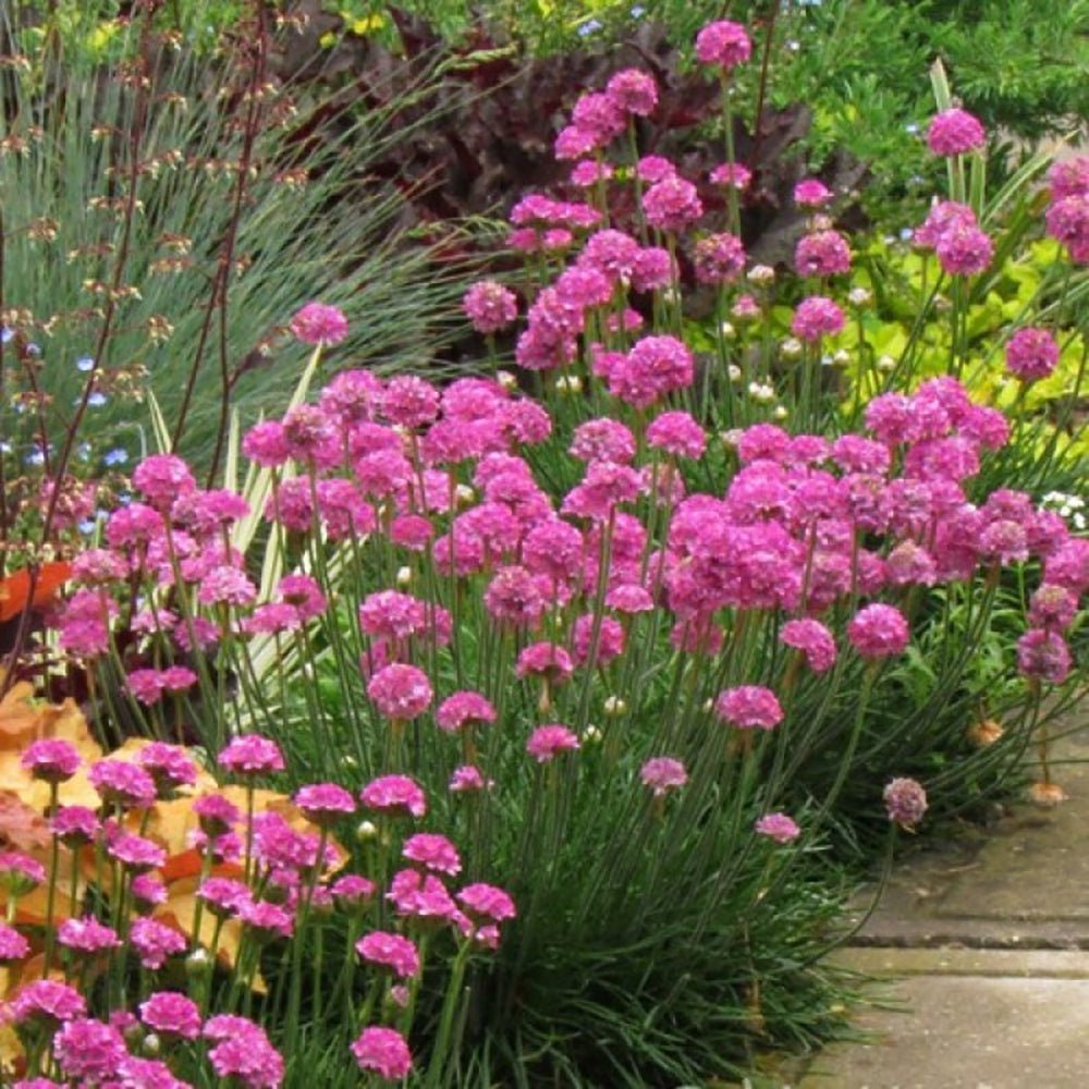 Armeria Abbey Deep Rose - VERDENA-15-20 cm inaltime livrat in ghiveci de 2 L