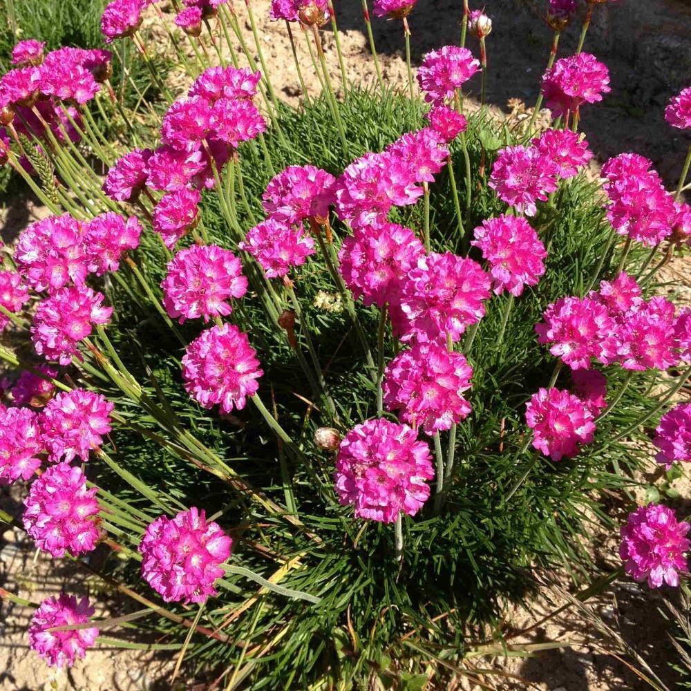 Armeria Abbey Deep Rose - VERDENA-15-20 cm inaltime livrat in ghiveci de 2 L