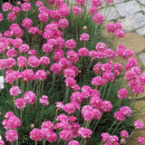 Armeria Abbey Deep Rose - VERDENA-15-20 cm inaltime livrat in ghiveci de 2 L