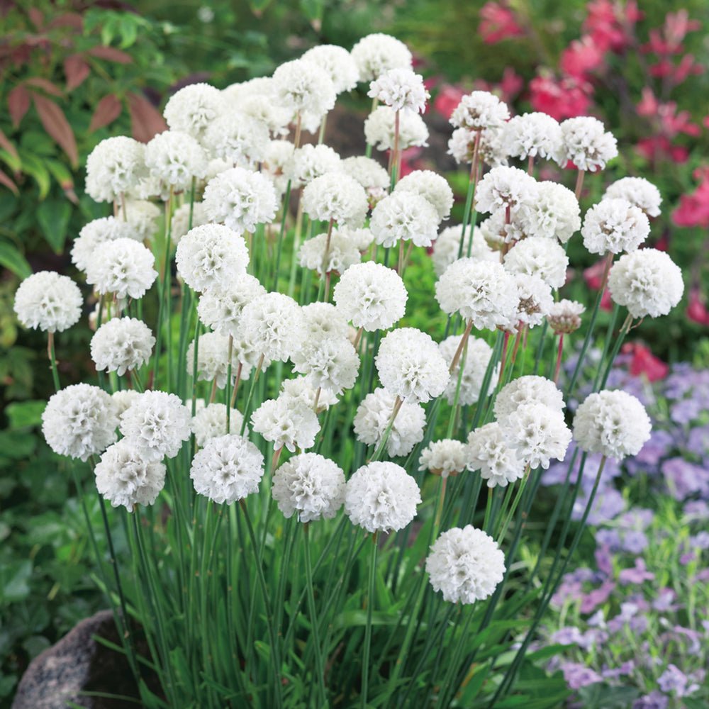 Armeria maritima Alba - VERDENA-10-20 cm inaltime livrat in ghiveci de 1.3 L