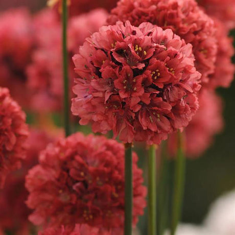 Armeria Red Ballerina - VERDENA-25 cm inatlime livrat in ghiveci cu Ø de 15 cm