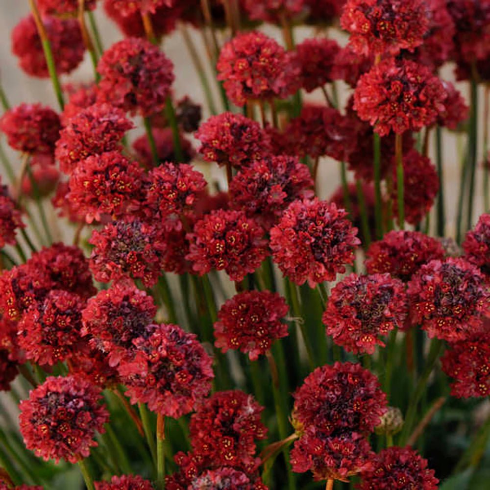 Armeria Red Ballerina - VERDENA-25 cm inatlime livrat in ghiveci cu Ø de 15 cm