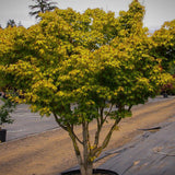 Artar Japonez Katsura (Acer Palmatum Katsura) - VERDENA-50-60 cm inaltime, livrat in ghiveci de 4 l