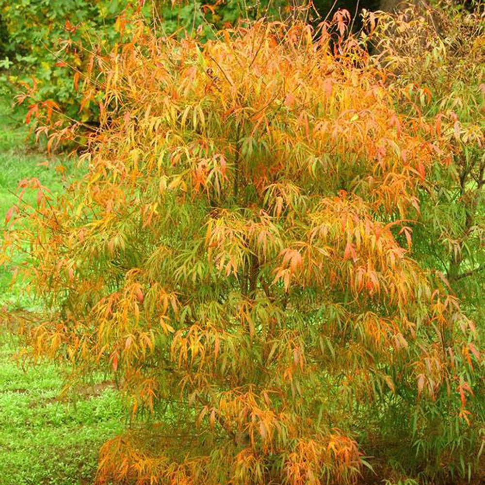 Artar Japonez Koto-No-Ito, cu frunzis galben - VERDENA-60-80 cm inaltime, livrat in ghiveci de 5 l