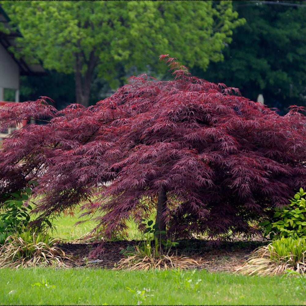 Artar japonez Red Feathers - VERDENA-60-80 cm inaltime in ghiveci de 10 L