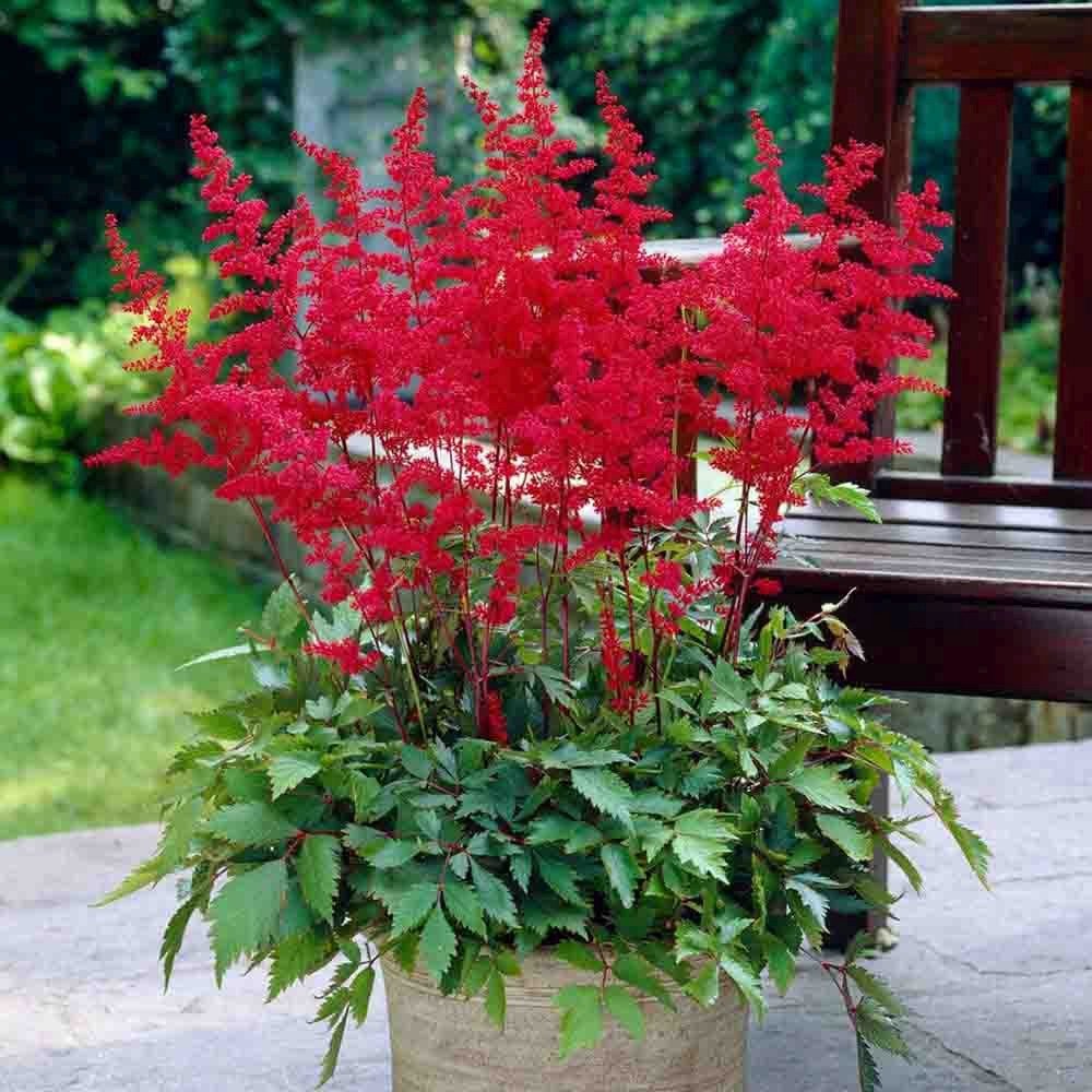 Astilbe Fanal, cu flori rosii aprinse - VERDENA-20-25 cm inaltime, livrat in ghiveci de 2 l