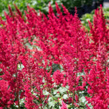 Astilbe Fanal, cu flori rosii aprinse - VERDENA-20-25 cm inaltime, livrat in ghiveci de 2 l