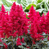 Astilbe Fanal, cu flori rosii aprinse - VERDENA-20-25 cm inaltime, livrat in ghiveci de 2 l