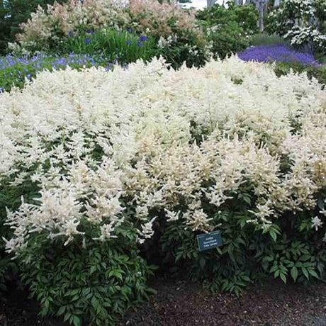 Astilbe Germania (Deutschland), cu flori albe - VERDENA-livrat in ghiveci de 0.7 l