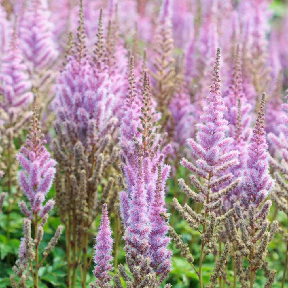 Astilbe Pumilia, cu flori roz-lila - VERDENA-livrat in ghiveci de 0.7 l