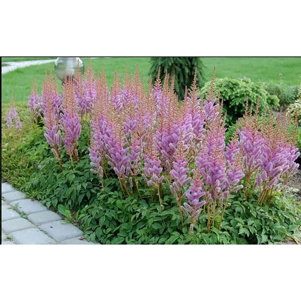 Astilbe Pumilia, cu flori roz-lila - VERDENA-livrat in ghiveci de 0.7 l