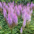 Astilbe Pumilia, cu flori roz-lila - VERDENA-livrat in ghiveci de 0.7 l