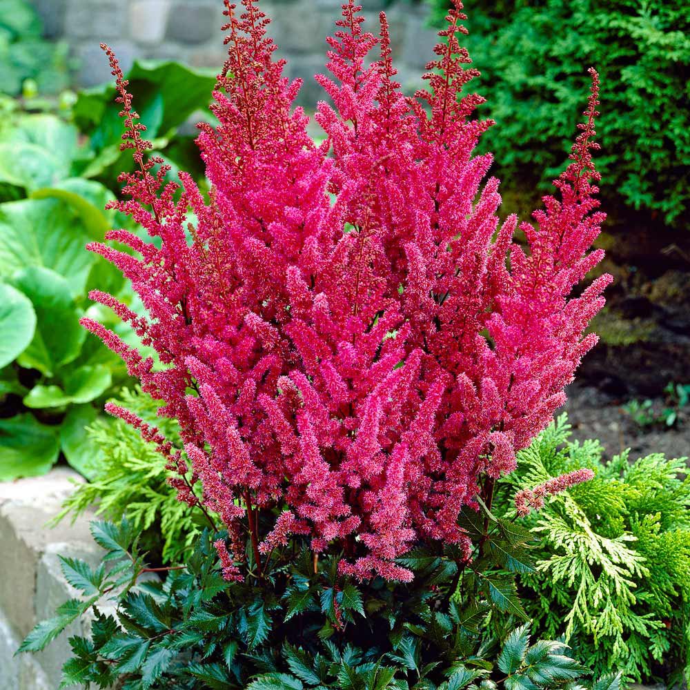 Astilbe Raspberry - VERDENA-livrat in ghiveci de 5 L