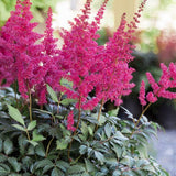 Astilbe Raspberry - VERDENA-livrat in ghiveci de 5 L