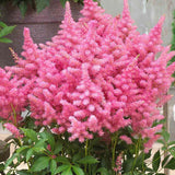 Astilbe Raspberry - VERDENA-livrat in ghiveci de 5 L