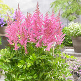 Astilbe Vision in Pink, cu flori roz-pink - VERDENA-livrat in ghiveci de 0.7 l