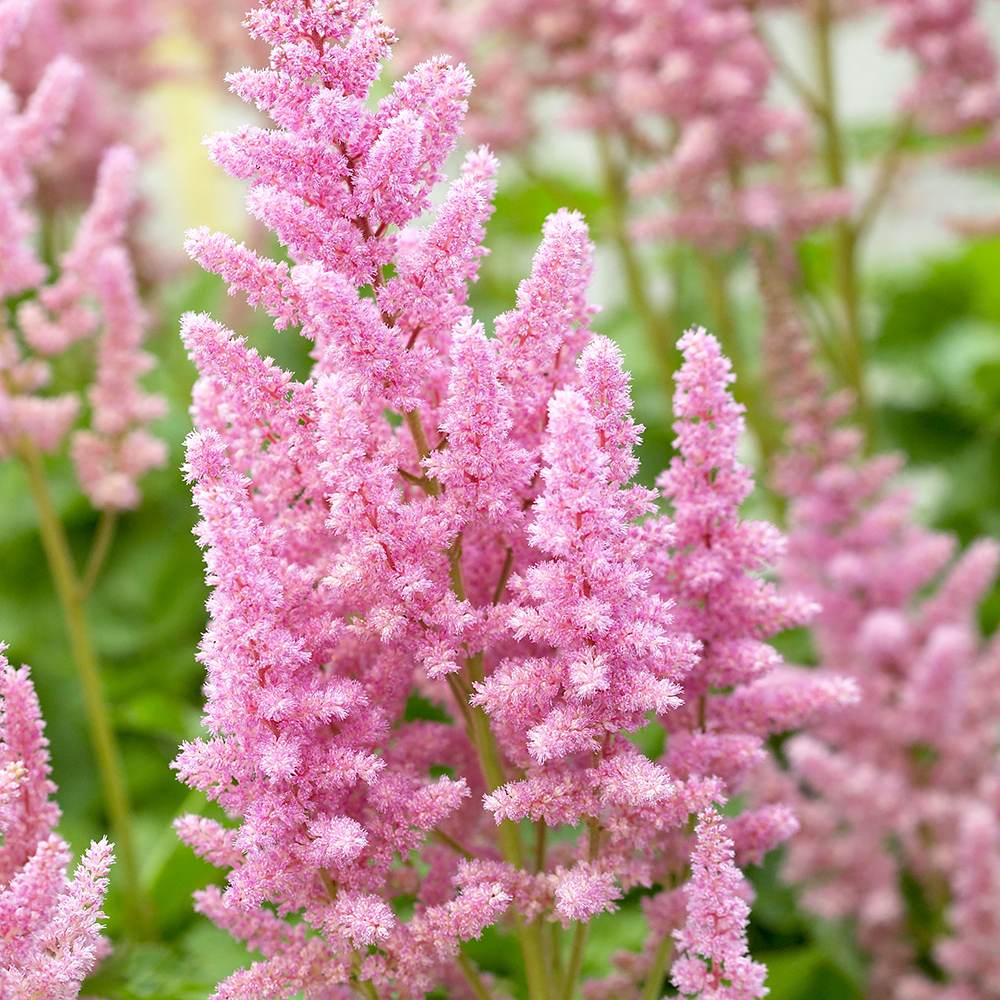 Astilbe Vision in Pink, cu flori roz-pink - VERDENA-livrat in ghiveci de 0.7 l