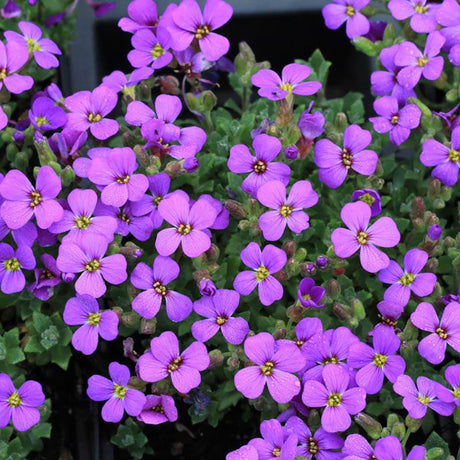 Aubretia Downers, livrat in ghiveci de 0.5L