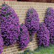 Black Friday - Reduceri Aubrieta Cascade Blue (Campanula), taratoare, cu flori albastre-mov Promotie