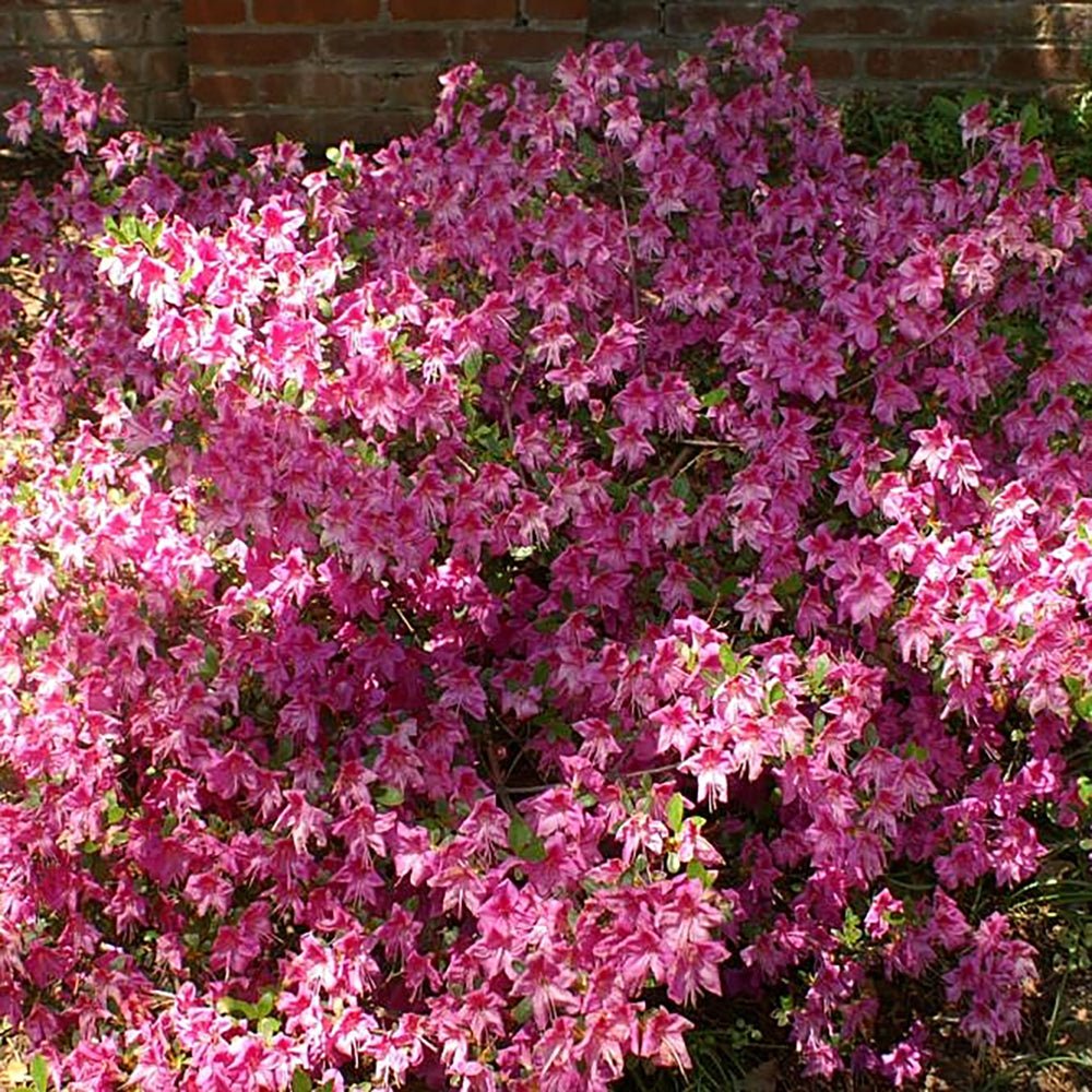 Azalea Violleta - VERDENA-40 cm inaltime livrat in ghiveci de 4.5 L