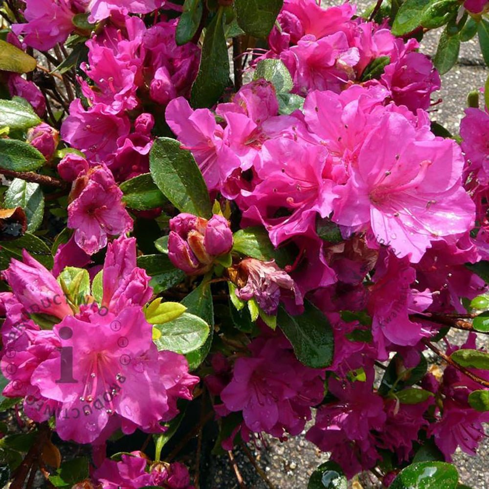 Azalea Violleta - VERDENA-40 cm inaltime livrat in ghiveci de 4.5 L