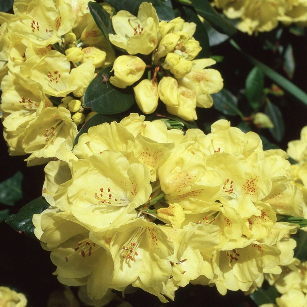 Black Friday - Reduceri Azaleea Japoneza (Rhododendron) Goldinetta, cu flori galbene Promotie