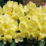 Black Friday - Reduceri Azaleea Japoneza (Rhododendron) Goldinetta, cu flori galbene Promotie