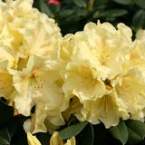 Black Friday - Reduceri Azaleea Japoneza (Rhododendron) Goldinetta, cu flori galbene Promotie