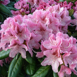 Azaleea Japoneza (Rhododendron) Cosmopolitan, cu flori roz-pal - VERDENA-livrat in ghiveci de 5 l