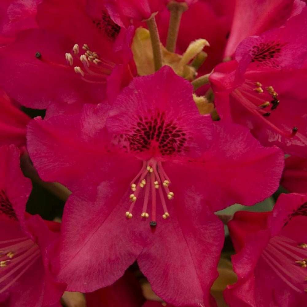 Azaleea Japoneza (Rhododendron) Nova Zembla, cu flori rosii - VERDENA-40-50 cm inaltime, livrat in ghiveci de 3 l